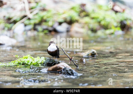 Den Pendelarm in der fluss Walkham, Dartmoor, Devon. Auf bemoosten Felsen. Stockfoto