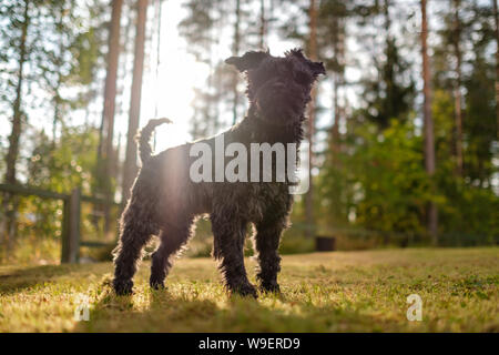 Winzige schwarze Zwergschnauzer wandern Outdoor im sonnigen Tag Stockfoto