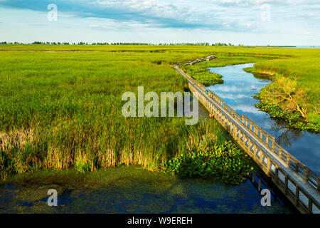 Boardwalk in Feuchtgebieten Naturschutzgebiet, Point Pelee National Park, Ontario, Kanada Stockfoto