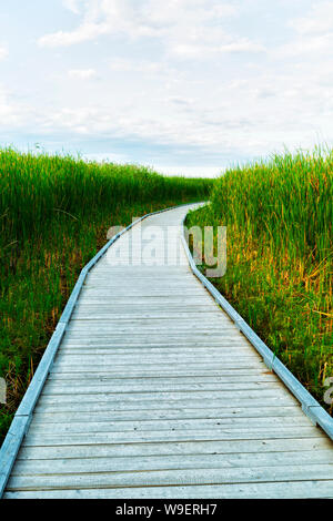 Boardwalk in Feuchtgebieten Naturschutzgebiet, Point Pelee National Park, Ontario, Kanada Stockfoto