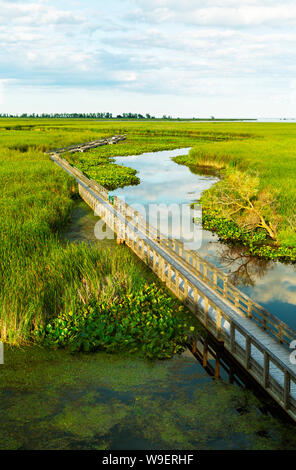 Boardwalk in Feuchtgebieten Naturschutzgebiet, Point Pelee National Park, Ontario, Kanada Stockfoto