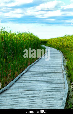 Boardwalk in Feuchtgebieten Naturschutzgebiet, Point Pelee National Park, Ontario, Kanada Stockfoto