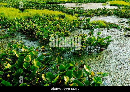 Feuchtgebiete Naturschutzgebiet, Point Pelee National Park, Ontario, Kanada Stockfoto