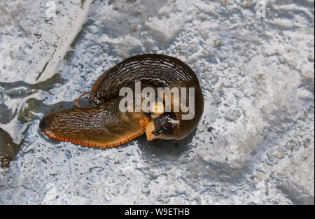 Arion Ater Metallklumpen Paarung Stockfoto