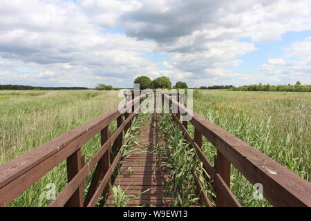 Biebrzański Park Narodowy, Biebrza Sümpfe, Wasser Stockfoto