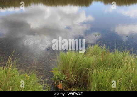 Biebrzański Park Narodowy, Biebrza Sümpfe, Wasser Stockfoto