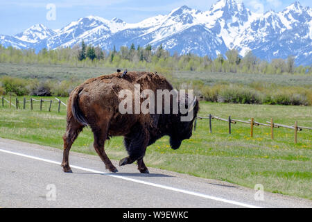 Büffel in den Grand Teton, Wyoming, USA Stockfoto