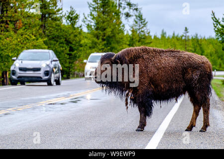 Bisons (Bison) auf der Straße in der Yellowstone National Park, Wyoming, USA Stockfoto