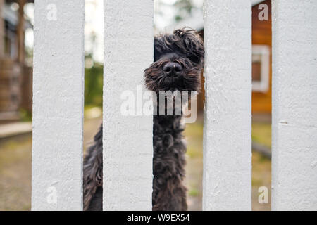 BBack schnauzer dog sitting Warten auf Besitzer in der Nähe von weißen Zaun. Stockfoto