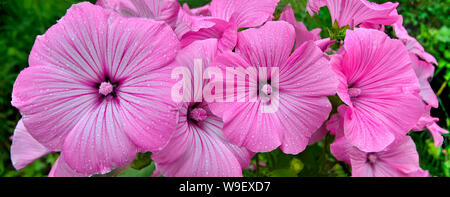 Blumen rosa Lavater (malvaceae) oder jährliche, Rose, Royal oder Regal Malve mit Laub im Garten. Jährliche Mallow (Lavatera trimestris) Stockfoto