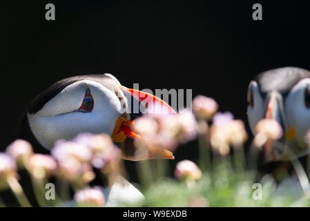 Paar Atlantic Papageitaucher (Fratercula artica) Hinter rosa Meer Sparsamkeit auf der Insel Lunga Stockfoto