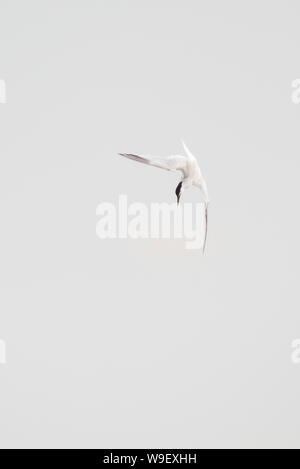 Brandseeschwalbe Sterna sandvicensis, Tauchen, Flügel ausgestreckt. Stockfoto