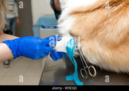 Professionelle Tierarzt Impfstoffe corgi Rasse Hund in der Tierklinik. Stockfoto