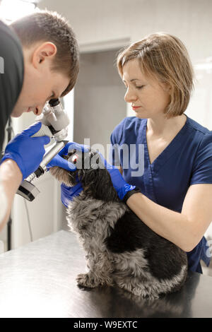 Veterinär- und Augenärzte untersuchen das verletzte Auge eines Hundes mit einer Spaltlampe in einer Tierklinik. Stockfoto