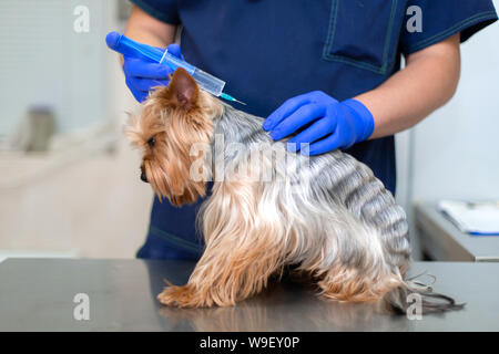 Tierarzt Arzt Injektion zu Yorkshire Terrier Hund. Stockfoto