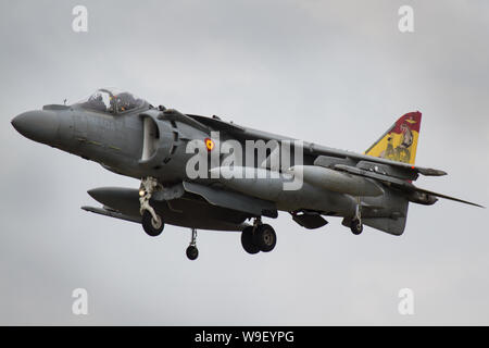 Spanische Harrier Stockfoto