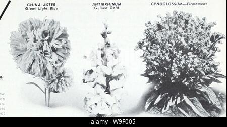 Archiv Bild von Seite 4 von Currie's Garden Jahresbericht 1939. Currie's Garten jährliche: 1939 curriesgardenann 19 curr 5 Jahr: 1939 (fUe" Der 1939 Auswahl von der offiziellen - Amerika Ausschuss Malve, indische Feder (A) - Neu Typ dieses stattlichen alten fovorite Garden Flower thot ist attrocting viel Aufmerksamkeit. Semi-Doppelzimmer und Doppelzimmer gefranste Blüten in Schattierungen von rosa, Blüte 4 bis 5 Fuß Pflanzen innerhalb von 5 Monaten nach dem Pflanzen Samen. 1939 - Amerika Auswahl Silbermedaille Av.-Ord. Pa-Kot, 25c. PHLOX DRUMMONDI, Lachs Herrlichkeit - ein würdiger Neuheit ov/orded Eine silberne Medol vom 1939 - Amerika Auswahl Stockfoto