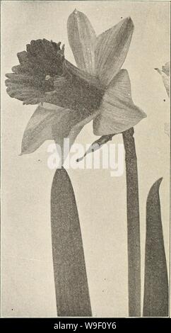 Archiv Bild von Seite 7 von Currie von Blumenzwiebeln und Pflanzen. Currie von Zwiebeln und Pflanzen: Herbst 1914 curriesbulbsplan 19 curr 7 Jahr: 1914 (NARCISSUS BICOLOR VICTORIA. Narzissen NARZISSEN.   Keine Klasse der Lampen ist mehr als zufriedenstellend und keiner so schnell erledigt wie der Daf-fodils. Theyappear kurz nach der Schnee und das Eis des Winters, und unsere Gärten und Rasenflächen beleben. Nichts kann Excel die Schönheit und die Keuschheit ihrer Blüten, und Sie haben den Vorteil, gut für eine unbegrenzte Anzahl von Jahreszeiten, wenn in einem Ort, wo sie ihr Laub zu Reifen werden gepflanzt. Sie sind perfekt ha Stockfoto