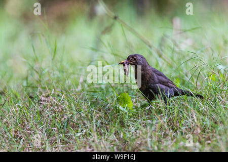 In raue Gras mit einem beakfxl worms Blackbird Stockfoto