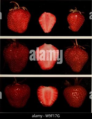 Archiv Bild von Seite 8 der Kultur du fraisier dans l'Est. Kultur du fraisier dans l'est du Canada culturedufraisie 00 crai Jahr: 1977 (VARIETES Aucune variété ne possède toutes les Data Sheet désirées. Les sélectionneurs, qui essaient de créer la Variété parfaite, mettent constam- ment sur le marché de Nouvelles variétés supérieures. Auf unser Team empfiehlt d'Arbeitgeber Les Variétés recommandées Mais d'en essayer aussi de Nouvel-les, Car le Rendement de chacune est grandement influencé par le Climat, Le Sol et l'humidité. Gewissen Pflanzen peuvent être infectés par un Virus ou d'autres Mala - stirbt Stockfoto