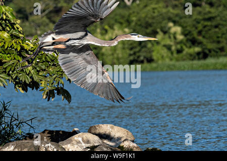 Ein Great Blue Heron zieht aus einer rock Insel im See Catemaco, entlang der Nanciyaga Ecological Reserve in der Nähe von Catemaco, Veracruz, Mexiko. Die Reserve ist Teil des grösseren Los Tuxtlas Biosphärenreservat. Stockfoto