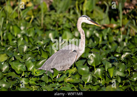 Ein Great Blue Heron watet durch Wasserhyazinthe im See Catemaco, entlang der Nanciyaga Ecological Reserve in der Nähe von Catemaco, Veracruz, Mexiko. Die Reserve ist Teil des grösseren Los Tuxtlas Biosphärenreservat. Stockfoto