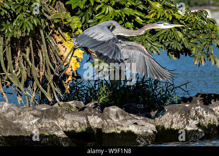 Ein Great Blue Heron zieht aus einer rock Insel im See Catemaco, entlang der Nanciyaga Ecological Reserve in der Nähe von Catemaco, Veracruz, Mexiko. Die Reserve ist Teil des grösseren Los Tuxtlas Biosphärenreservat. Stockfoto