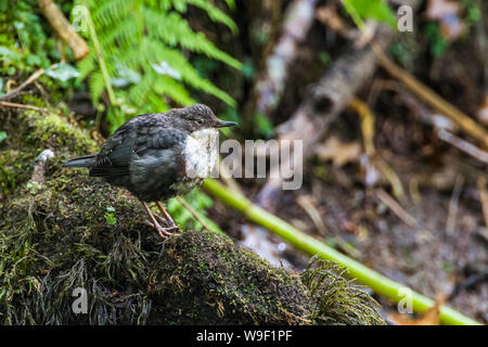 Junge Pendelarm, Cinclus cinclus, auf einem Bemoosten Ast thront. Von der Seite. Stockfoto