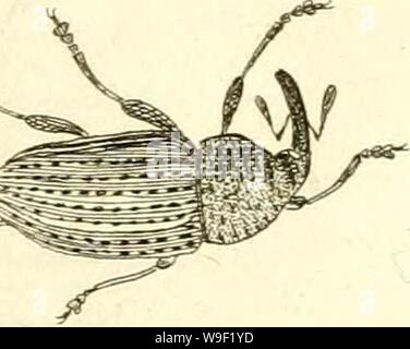 Archiv Bild von Seite 10 der [Curculionidae] (1800)