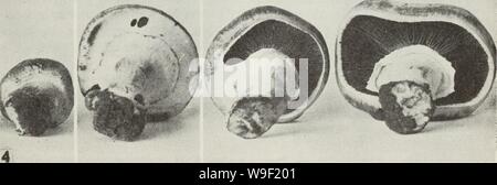 Archiv Bild von Seite 10 der Cueillette des Champignons sauvages (1983) Stockfoto