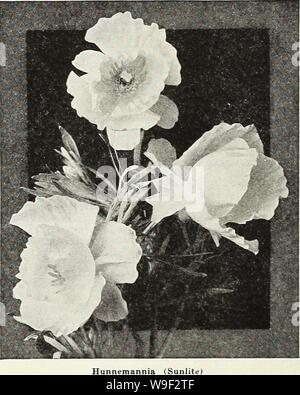 Archiv Bild von Seite 11 der Currie's Garden jährlichen Frühling. Currie's Garten jährliche: Frühjahr 1936 61 Jahr curriesgardenann 19 curr 2 Jahr: 1936 (GILIA LINIFLOR 4 WHITE SWAN Einführung in ein neues Thema für die schnittblume verwenden, ein sehr leicht gewachsen. Die Pflanzen sind ordentlich, aufrecht und semi-kompakt in der Gewohnheit 12 bis 15 cm hoch, mit Dutzenden von der zierlichen, single Flachs - wie Blumen, die auf langen Stielen getragen werden abgedeckt. Pkt., 15c. HUNNEMANNIA - Sunlite SUNLITE - ein doppelter blühenden Mohn, die unter- schiedlichen. Seine extra Band der Blütenblätter ist auf der Außenseite produziert, anstatt die Innenseite der Tulip geformte Fl Stockfoto