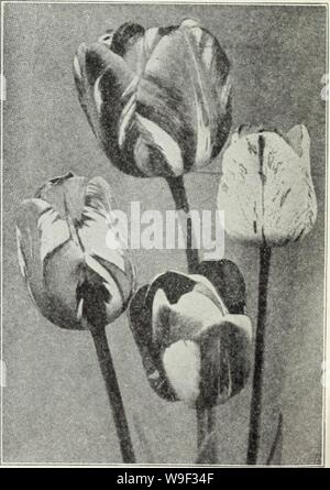 Archiv Bild von Seite 12 der Currie von Blumenzwiebeln und Pflanzen. Currie von Zwiebeln und Pflanzen: Herbst 1928 curriesbulbsplan 19 curr Jahr: 1928 (alte holländische Züchter Tulpen Ähnlich dem Damvin Tulpen außer in den Kombinationen von Farbe, die völlig unterschiedliche, bestehend aus Braun und Orange, Violett und Bronze, terra cotta, grau und lila und anderen künstlerischen Farben. Die Blüten sind groß und sind auf hohen starken Stielen getragen. Doz. 100 1000 Aprikose (Perfektion) - (25.) Groß, Bronze schattigen Aprikose, Olive base $ Ich. lO 7,50 $ $ 70.00 UneohiiK - (30) schön dunkel violett Sehr, im-mense Blume oder steifen Schaft ich. keine lO Stockfoto