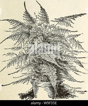 Archiv Bild von Seite 12 der Currie von Blumenzwiebeln und Pflanzen. Currie von Zwiebeln und Pflanzen: Herbst 1921 curriesbulbsplan 19 curr 1 Jahr: 1921 (Curries 'Giant Stiefmütterchen Spargel. Pkt. Asparagus plumosus Nanus (Farn) âAn außerordentlich anmutige Pflanze für Töpfe oder wenn Junge für Farn gerichte Die foli-Alter ist so anmutig wie die Heikelsten Maiden Haar Farn u Kranke unter gewöhnlichen Haus Anbau gelingen. 15 Samen. S lo Asparagrus Sprengeri (Emerald Feder) âOne der einfachsten Pflanzen in Töpfen oder hängende Körbe zu wachsen, die anmutige tronds 4 Fuß lang, weiße Blumen, roten Beeren. Wächst rea Stockfoto