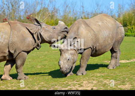 Closeup zwei indische Nashorn (Rhinoceros unicornis) Stockfoto