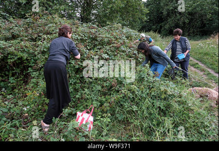 Blackberry Picking, in Putney, London Stockfoto