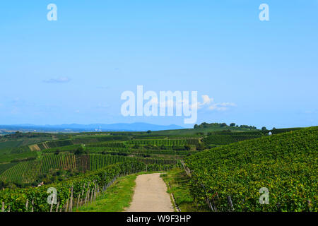 Auggen, Deutschland, 20. August 2017: Weinberg in der Sonne Stockfoto