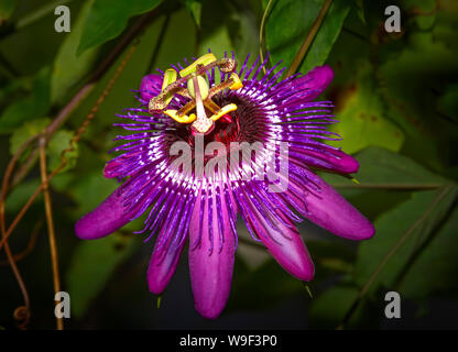Eine Passionsblume blüht mit lebendigen und schönen Farben in einem tropischen Garten in Florida. Stockfoto