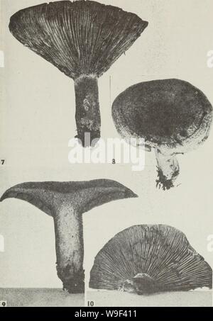 Archiv Bild von Seite 14 der Cueillette des Champignons sauvages (1983) Stockfoto