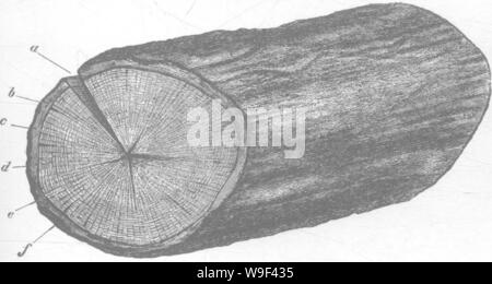 Archiv Bild von Seite 13 der Holz- und einige seiner Stockfoto