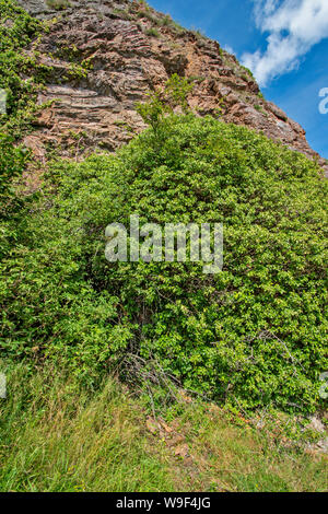 ROSEMARKIE BLACK ISLE ROSS UND CROMARTY SCHOTTLAND ÜBERWACHSEN UND VERDECKTE VON IVY der Eingang zur Höhle EFEU Stockfoto