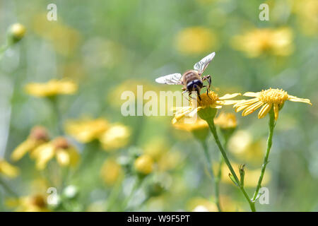 Die Biene auf der Suche nach Nektar auf die schöne gelbe Blume Stockfoto