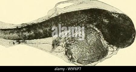 Archiv Bild von Seite 18 Der Anbau der Steinbutt. Der Anbau der Steinbutt cultivationoftur 00 anth Jahr: 1910 (Abb. I. - Steinbutt tgg mit einbrjo. Vierter Tag. Fic;. 2.-Iarva mit vitelhis. Achten Tag. Stockfoto