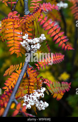 In der Nähe der lebhaften Orange Herbst Blätter von koehne Mountain Ash, White Großfrüchtige chinesischen Rowan, Sorbus koehneana, mit vielen weißen Beeren. Stockfoto