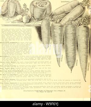 Archiv Bild von Seite 19 der Currie's Farm und Garten jährliche. Currie's Farm und Garten jährliche: Frühjahr 1927 52 Jahr curriesfarmgarde 19 curr 10 Jahr: 1927 (SCARLET HORN "TJ4, mim CII. VXTEXAV - Der markt Gärtner und Trucker fa-vorite. Es ist ein Anfang, sehr ergiebig, halflong, rooled stunip-Sorte, Behäutet. Zeile erscheinen und völlig ohne Kern. Die Schulter ist ungewöhnlich dick und die Wurzel verjüngt sich leicht nach unten in Richtung der stumpfen Punkt so, dass sie sehr leicht gezogen wird. Die Farbe ist eine Reiche orange und die Beschaffenheit und Qualität sind unübertroffen. Für Tabelle verwenden viele re-gard Dieser Stockfoto