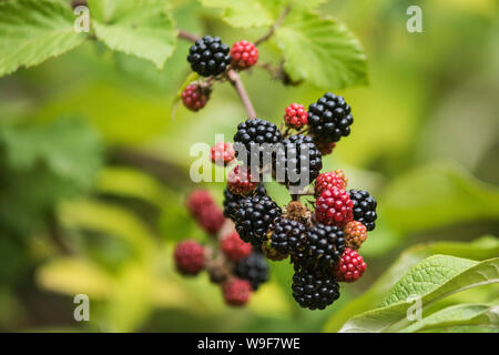 Reife Brombeeren auf dem Dornbusch. Stockfoto