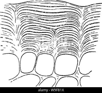 Archiv Bild von Seite 21 der Grundsätze der Anatomie und Stockfoto