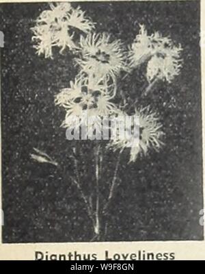 Archiv Bild von Seite 22 der Currie's Garten jährlich (1942). Currie's Garten jährliche curriesgardenann 19 curr 7 Jahr: 1942 (CRUCiANELLA (Crosswort) Gänseblümchen (Bellis perennis) GIANT - über Blumen Messung von Z '/z' bis 3', und kann leicht für die fein geformten Astern verwechselt werden. Riesige rosa-Pkt., 10 C. Riesige weiße-Pkt., 10 C. Riesige MIXED-Pkt., 10 C. DICTAMNUS FRAXINELLA (Gas-Anlage) ALBA-duftenden Laub und auffälligen Blütenrispen mit Neugierig geformt. Spider Pflanze wie, duftenden weißen Blüten. 3 Füße. Pkt., 15c. DIELYTRA oder Campanula pyramidalis (blutende Herz) CALIFORNICA - Lange blütenstände von Pink, Herz - Stockfoto