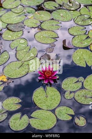 Überlegungen zu einem Lilly Teich mit einem rosa Blume in Hoopeston, Illinois, USA Stockfoto