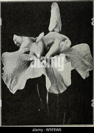 Archiv Bild von Seite 23 der Currie ist Herbst 1929 54 Jahr. Currie ist Herbst 1929 54 jahr Zwiebeln und Pflanzen 19219 curriesautumn curr Jahr: 1929 (DEUTSCHE IRIS eine überaus hardy Klasse, gelingt in fast jeder Situation; eine trockene, sonnige Lage, der Ihnen am besten passt. Caprice - Standards, rötlich-violett; fällt Rosy Red. Jeder, 35 C. Märchen- und bläulich-weiß, duftend. Gertrude - Standards und fällt violett-blau. Jeweils 35 C. Helga, die großen, frühen Gelb. Ihre Majestät - Standards schöne rose - rosa; fällt hell Crimson, tönte ein dunkler Schatten. Hetheranth-Standards hell Blau; fällt tiefer, früh. Juinata - Standards und Fallen Stockfoto