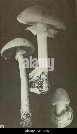 Archiv Bild von Seite 23 der Cueillette des Champignons sauvages (1983) Stockfoto